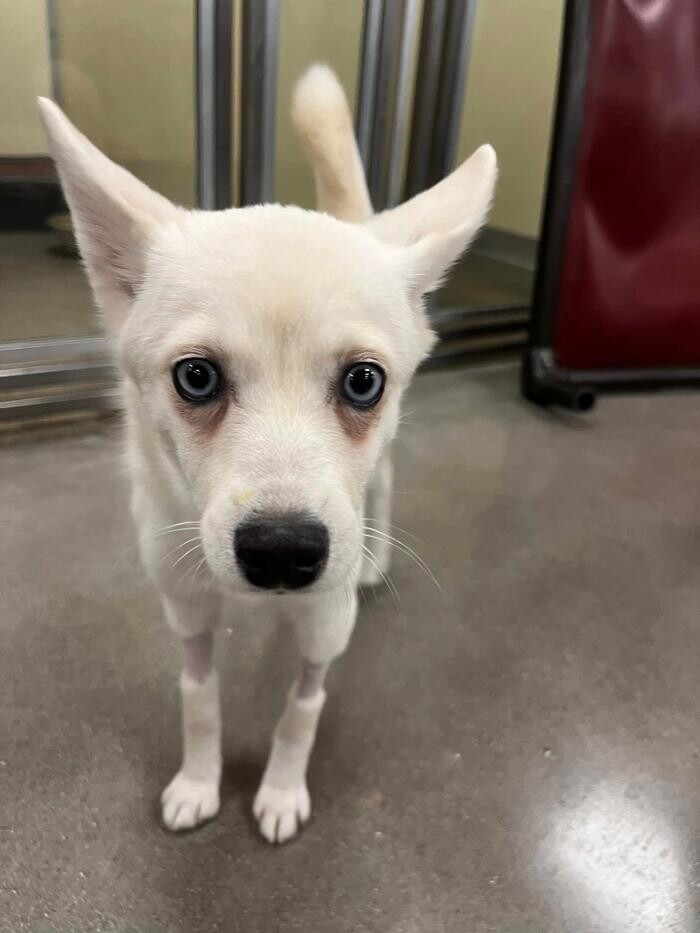 Images Spa Paw & Tail Premier Pet Resort