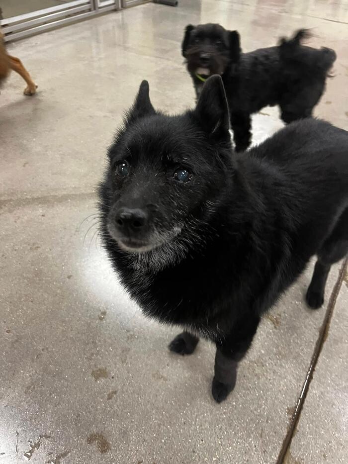Images Spa Paw & Tail Premier Pet Resort