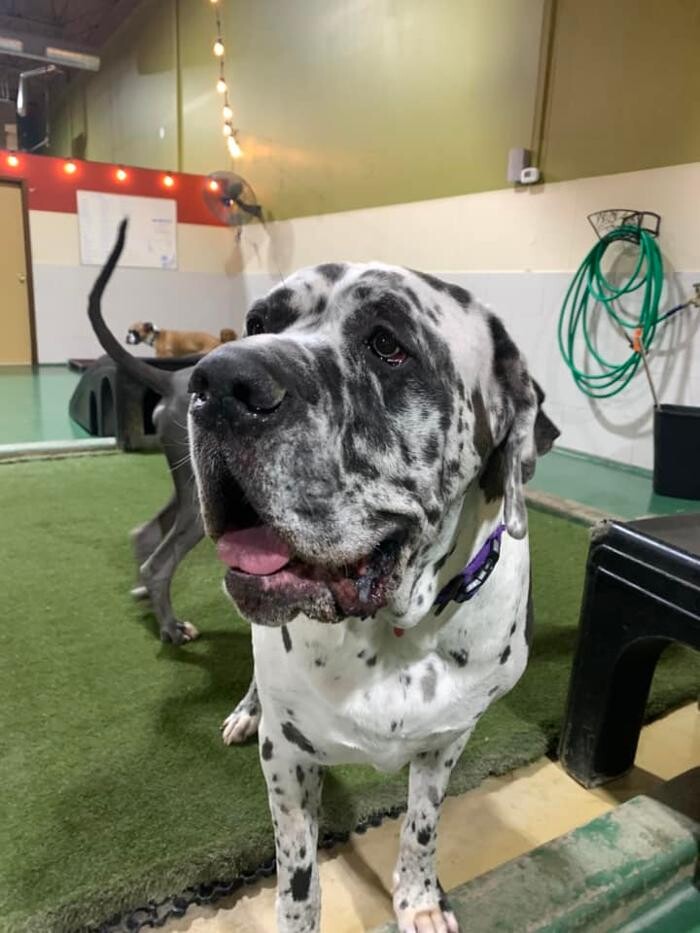 Images Spa Paw & Tail Premier Pet Resort