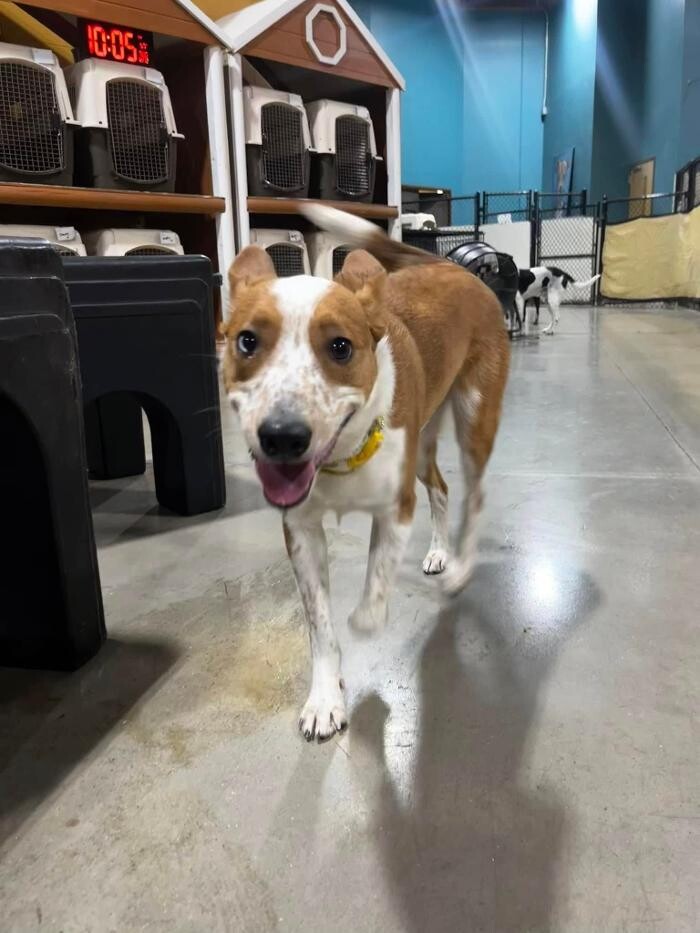 Images Spa Paw & Tail Premier Pet Resort