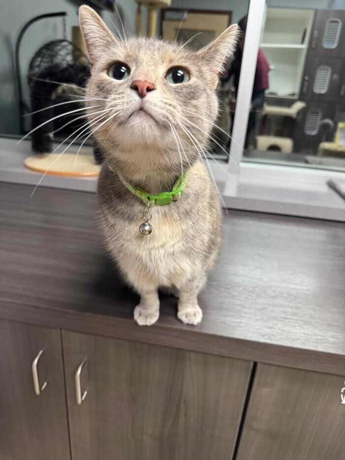 Images Spa Paw & Tail Premier Pet Resort