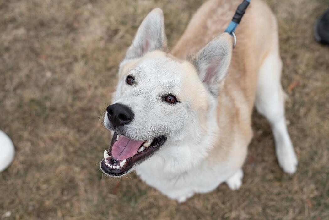 Images Spa Paw & Tail Premier Pet Resort