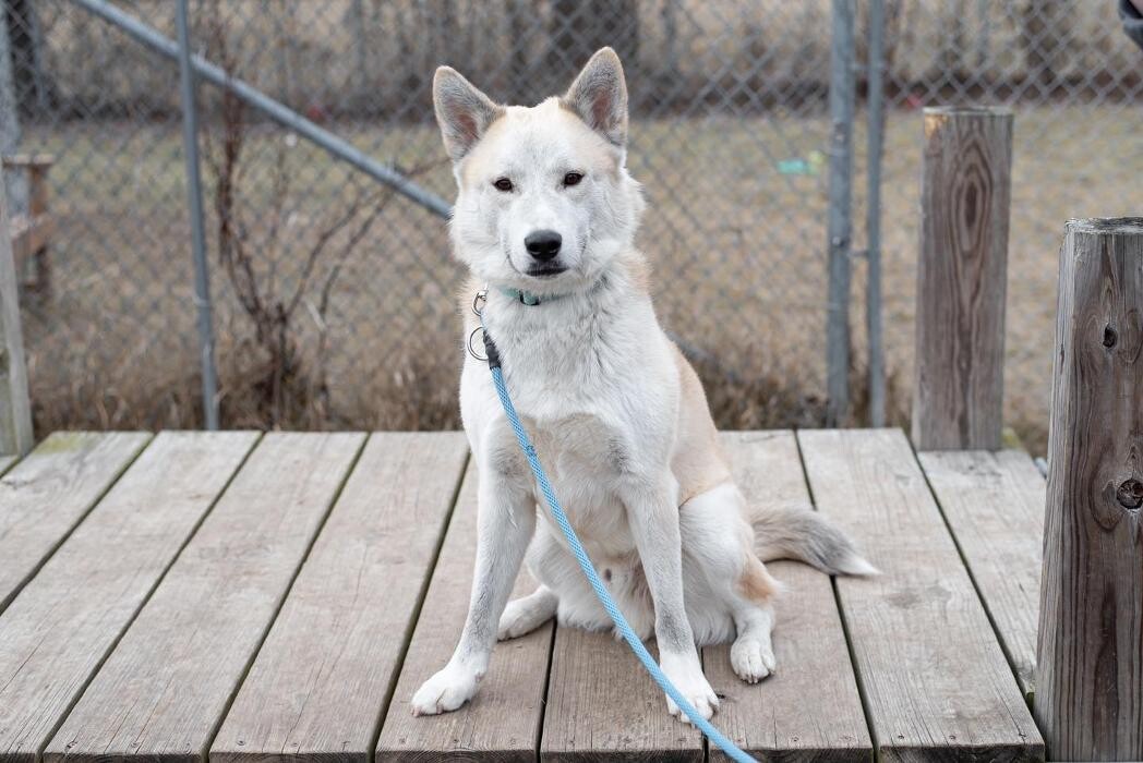 Images Spa Paw & Tail Premier Pet Resort