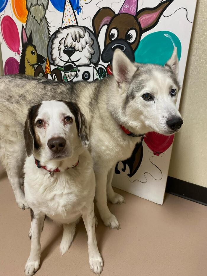 Images Spa Paw & Tail Premier Pet Resort