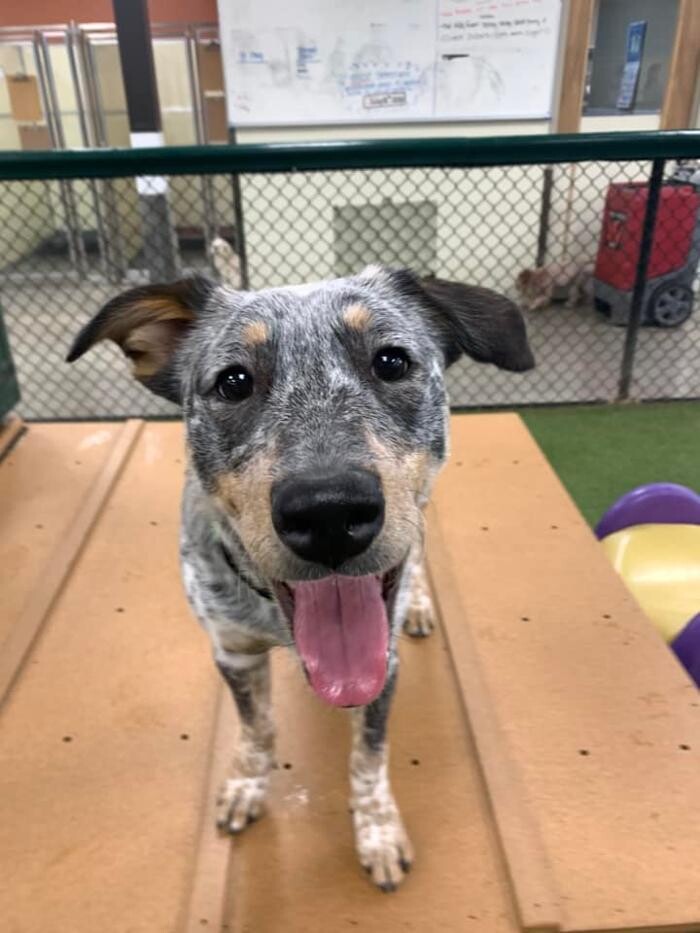 Images Spa Paw & Tail Premier Pet Resort