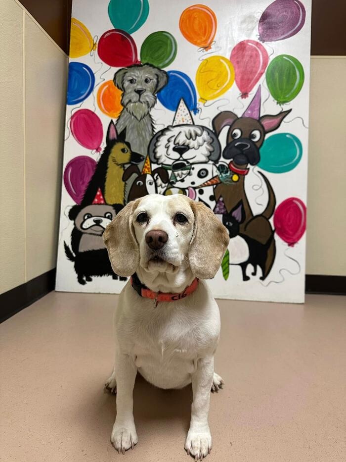 Images Spa Paw & Tail Premier Pet Resort
