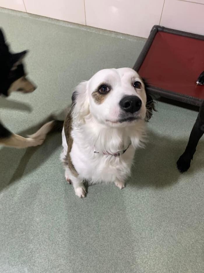 Images Spa Paw & Tail Premier Pet Resort