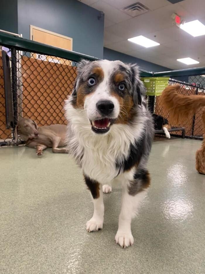 Images Spa Paw & Tail Premier Pet Resort