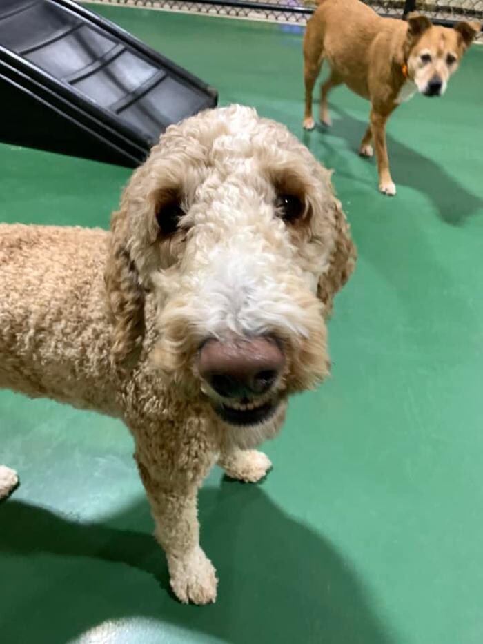 Images Spa Paw & Tail Premier Pet Resort