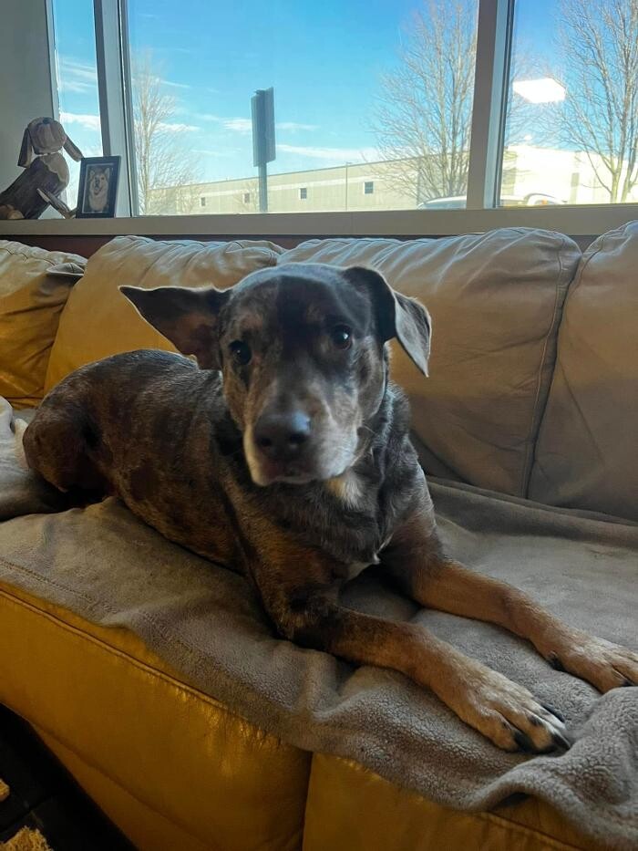 Images Spa Paw & Tail Premier Pet Resort