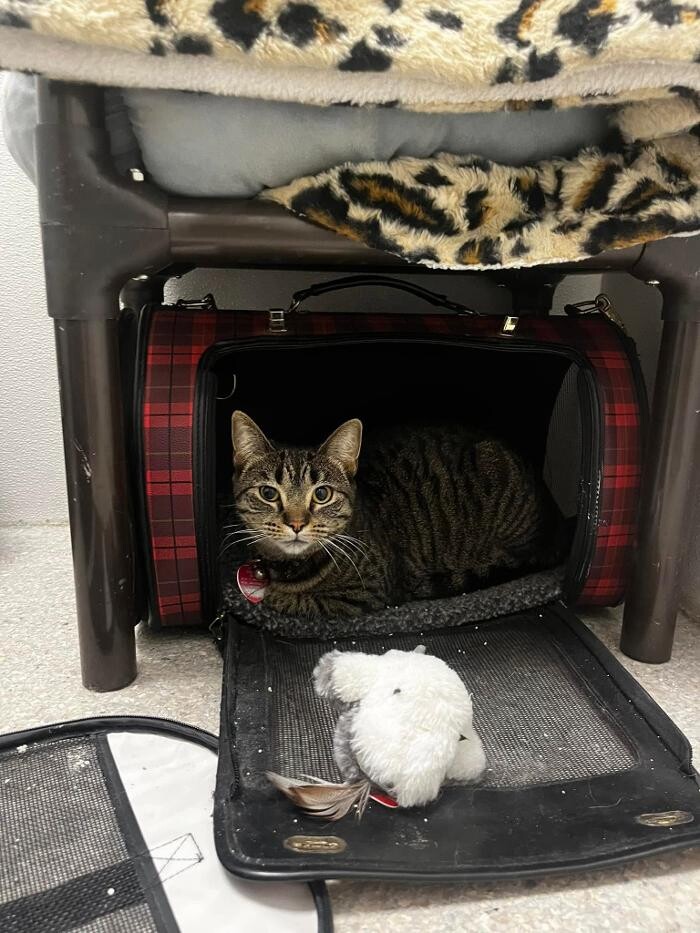 Images Spa Paw & Tail Premier Pet Resort