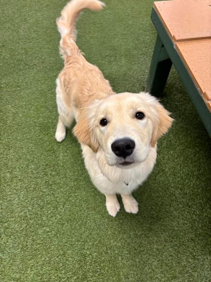 Images Spa Paw & Tail Premier Pet Resort