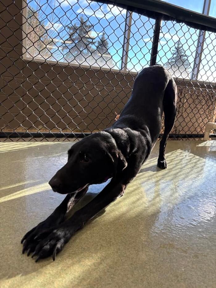 Images Spa Paw & Tail Premier Pet Resort
