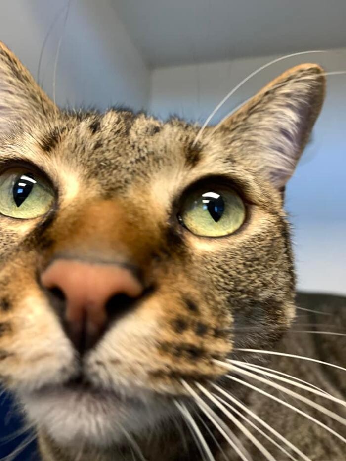 Images Spa Paw & Tail Premier Pet Resort