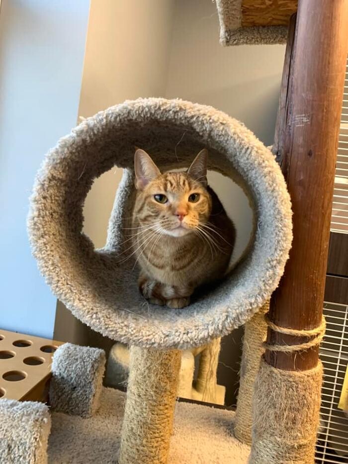Images Spa Paw & Tail Premier Pet Resort