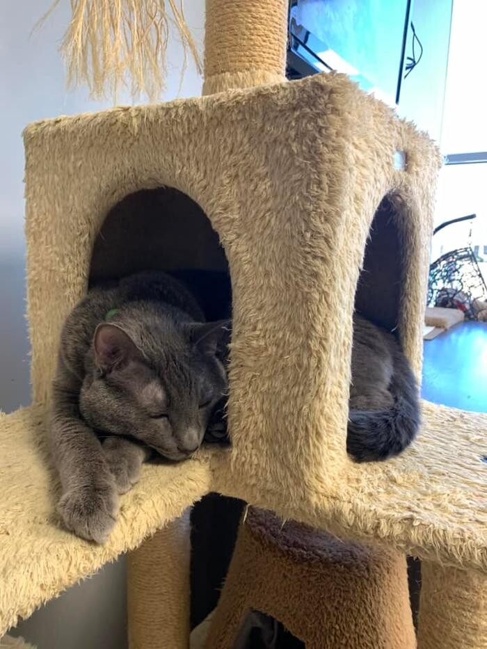 Images Spa Paw & Tail Premier Pet Resort