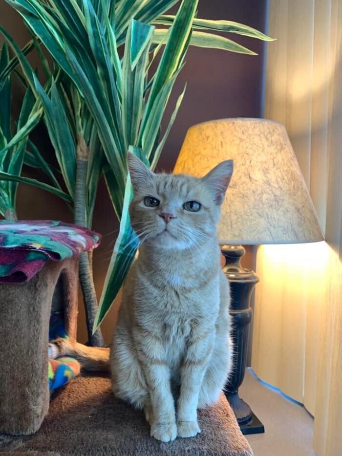 Images Spa Paw & Tail Premier Pet Resort