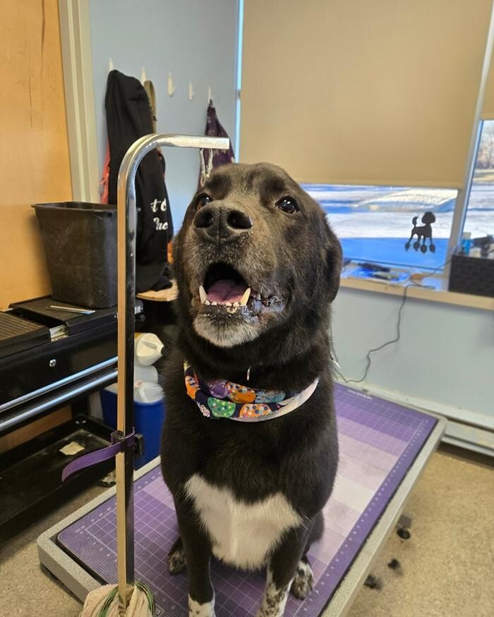 Images Spa Paw & Tail Premier Pet Resort