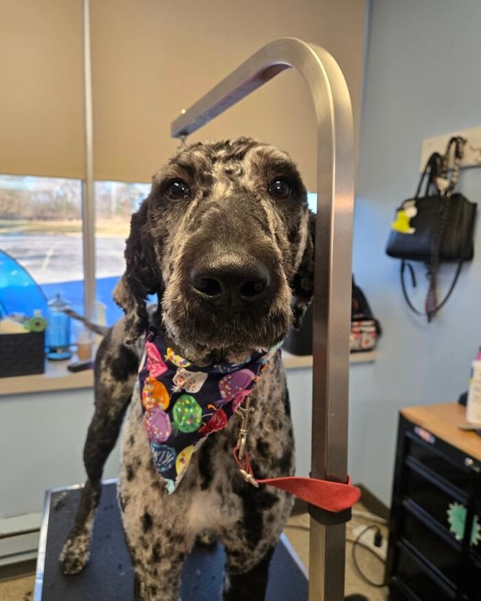Images Spa Paw & Tail Premier Pet Resort