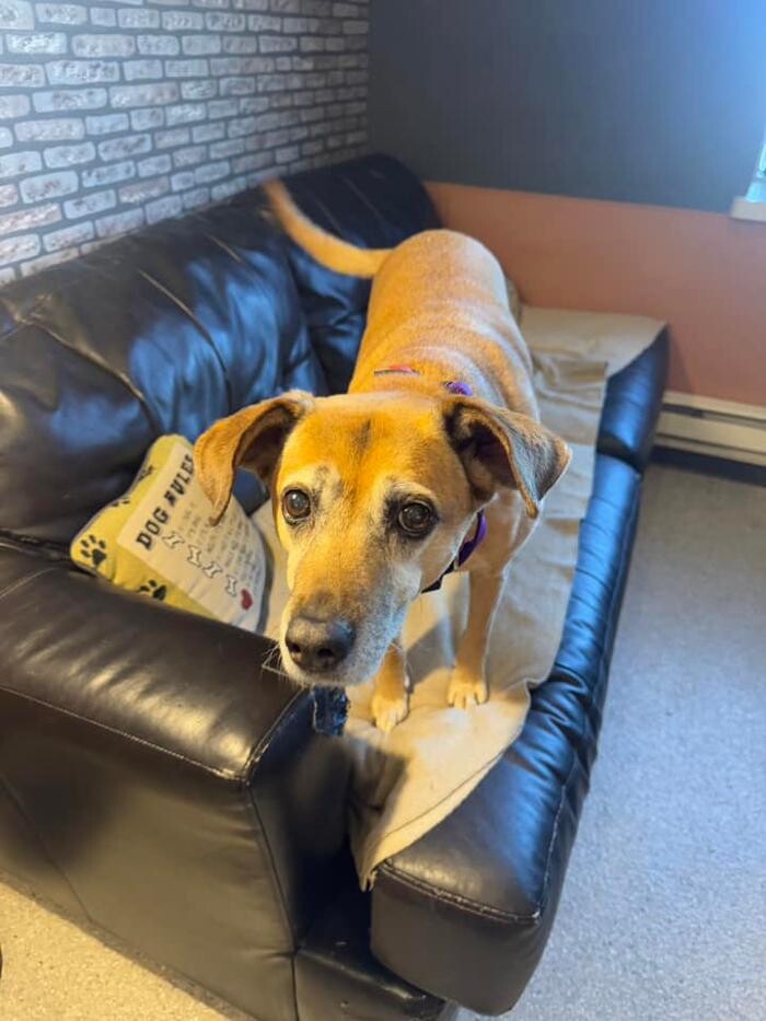 Images Spa Paw & Tail Premier Pet Resort