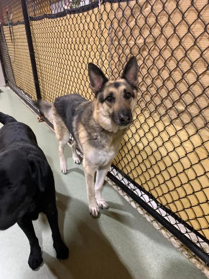 Images Spa Paw & Tail Premier Pet Resort