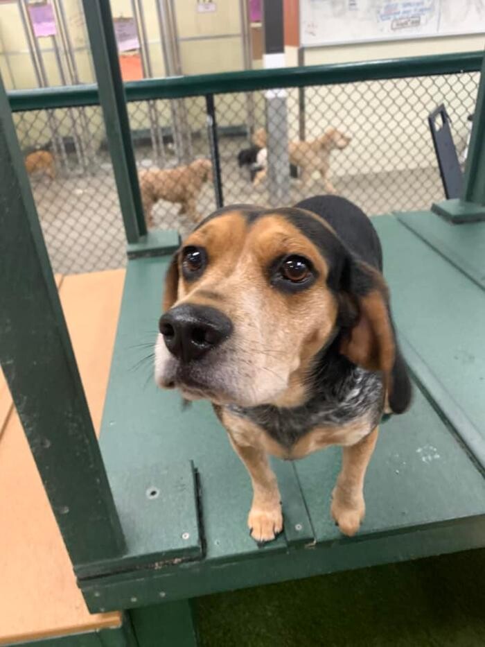 Images Spa Paw & Tail Premier Pet Resort