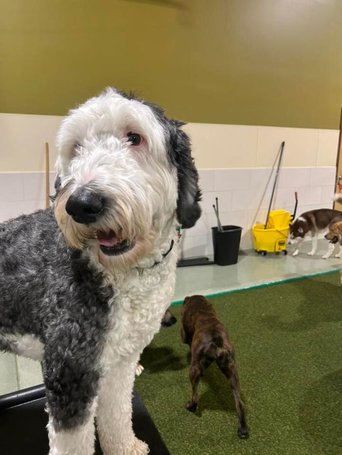 Images Spa Paw & Tail Premier Pet Resort