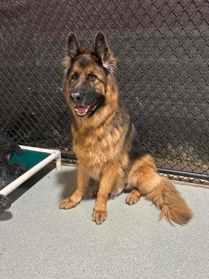 Images Spa Paw & Tail Premier Pet Resort