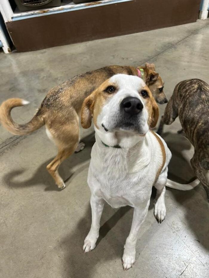 Images Spa Paw & Tail Premier Pet Resort