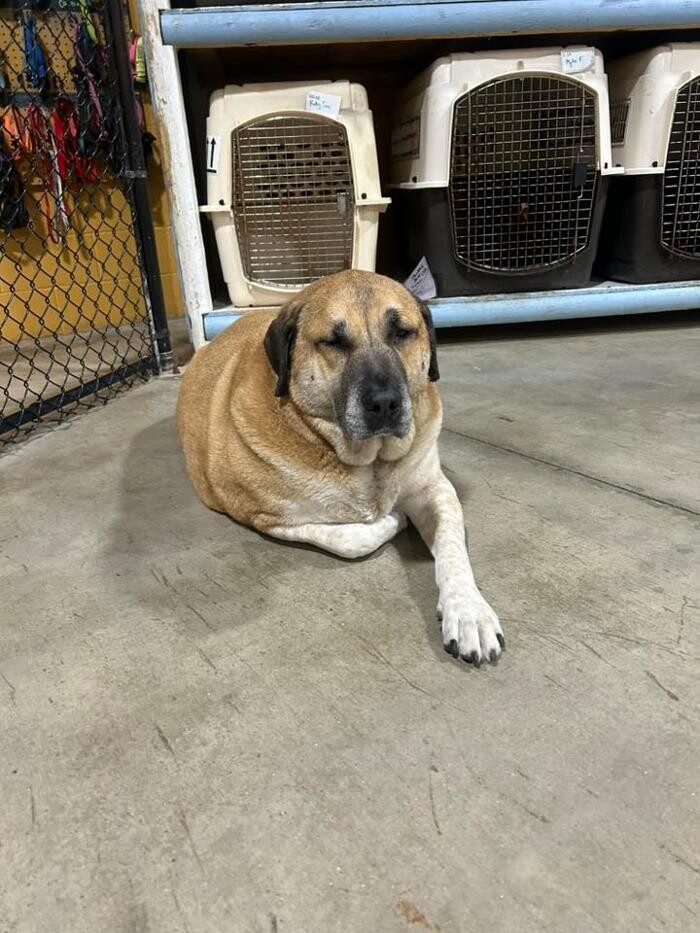 Images Spa Paw & Tail Premier Pet Resort