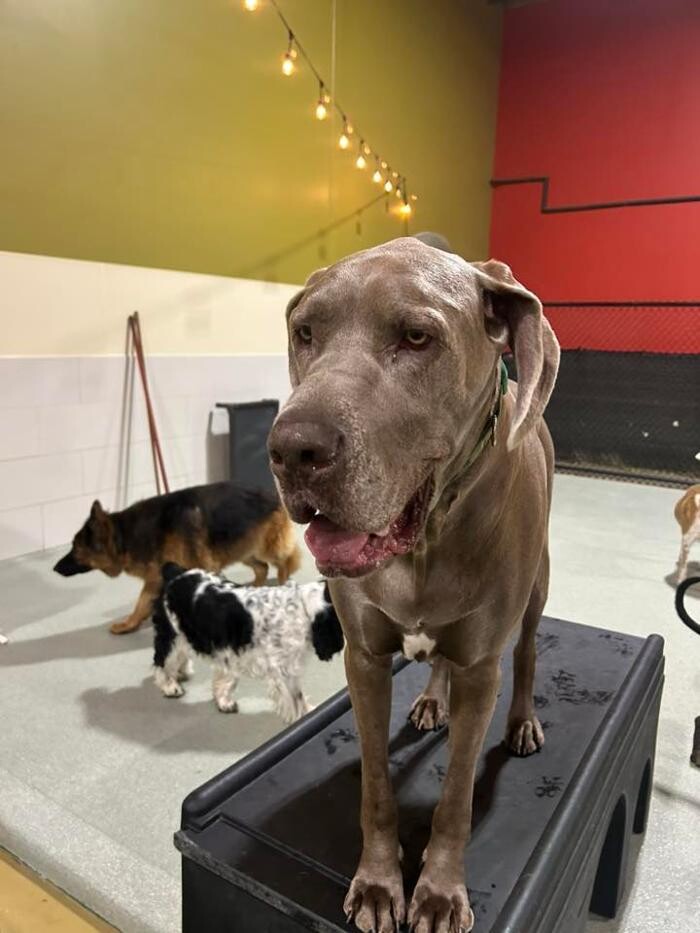 Images Spa Paw & Tail Premier Pet Resort