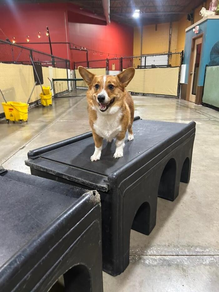 Images Spa Paw & Tail Premier Pet Resort