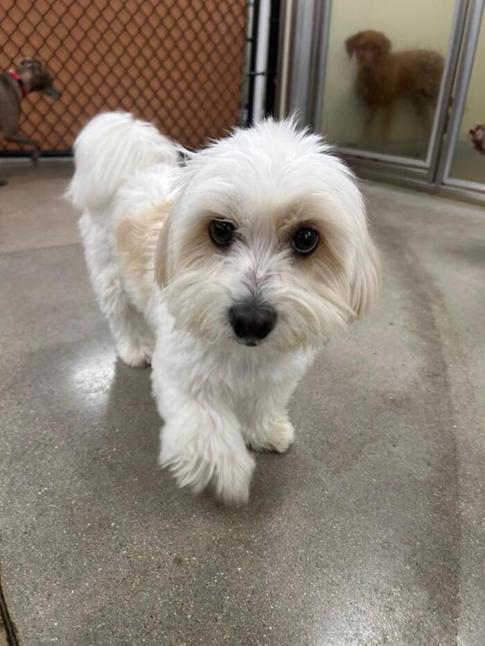 Images Spa Paw & Tail Premier Pet Resort