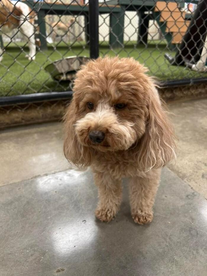Images Spa Paw & Tail Premier Pet Resort