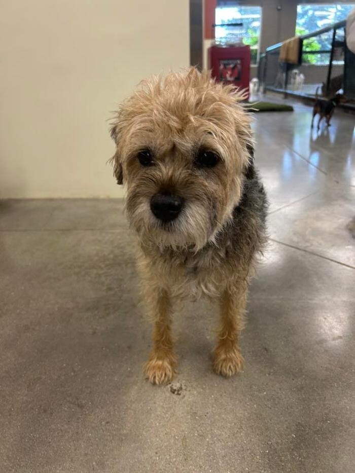 Images Spa Paw & Tail Premier Pet Resort