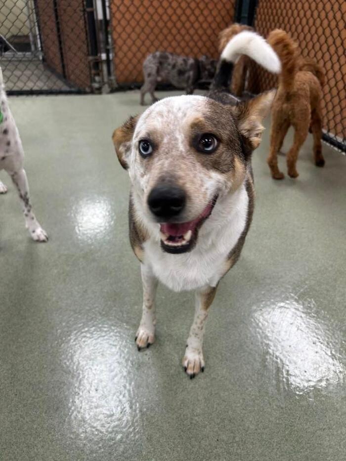 Images Spa Paw & Tail Premier Pet Resort