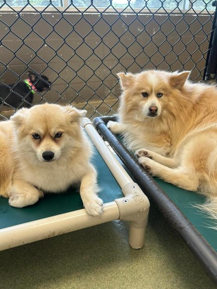 Images Spa Paw & Tail Premier Pet Resort