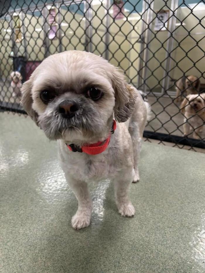Images Spa Paw & Tail Premier Pet Resort