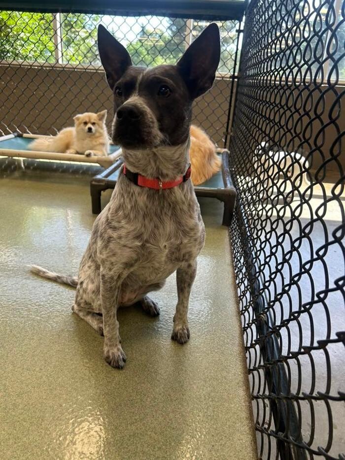 Images Spa Paw & Tail Premier Pet Resort