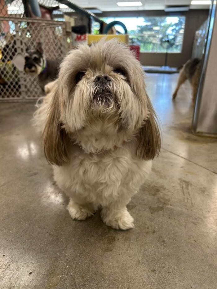 Images Spa Paw & Tail Premier Pet Resort