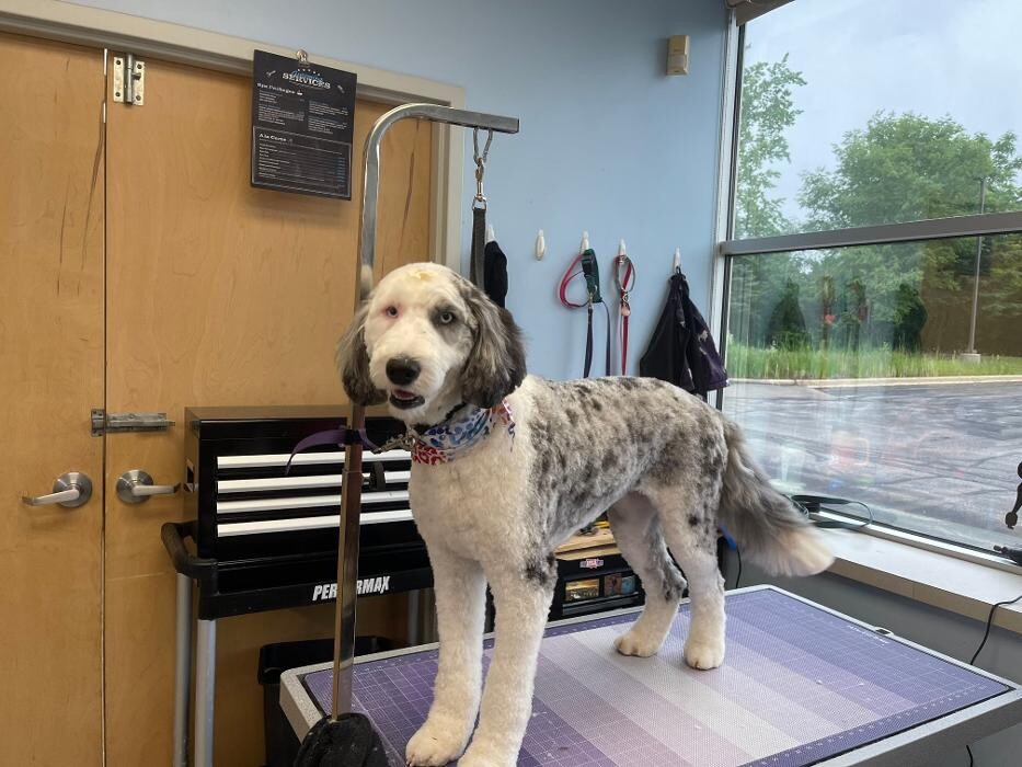 Images Spa Paw & Tail Premier Pet Resort