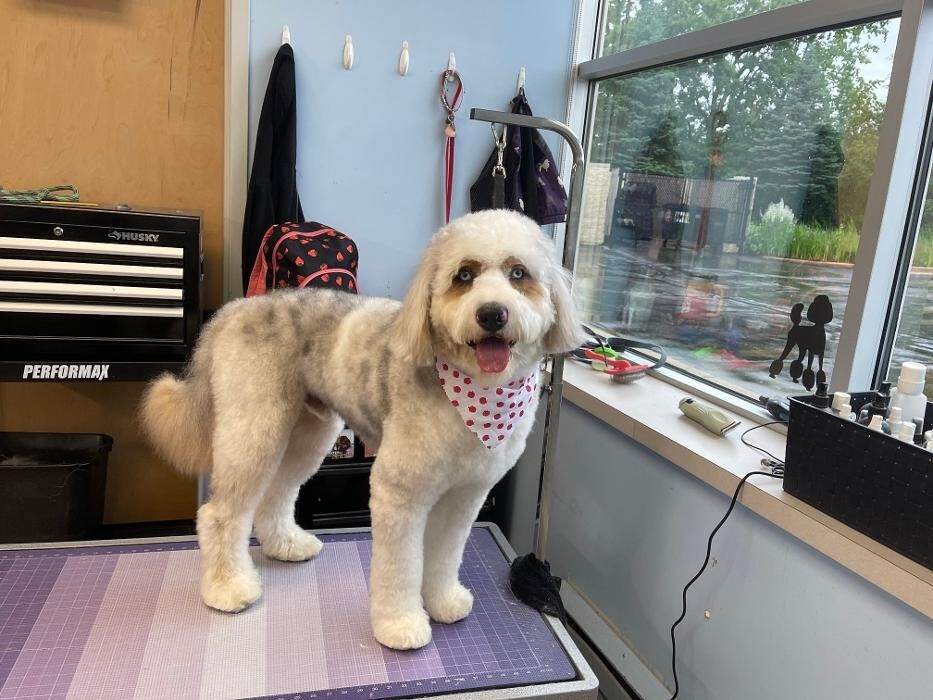 Images Spa Paw & Tail Premier Pet Resort