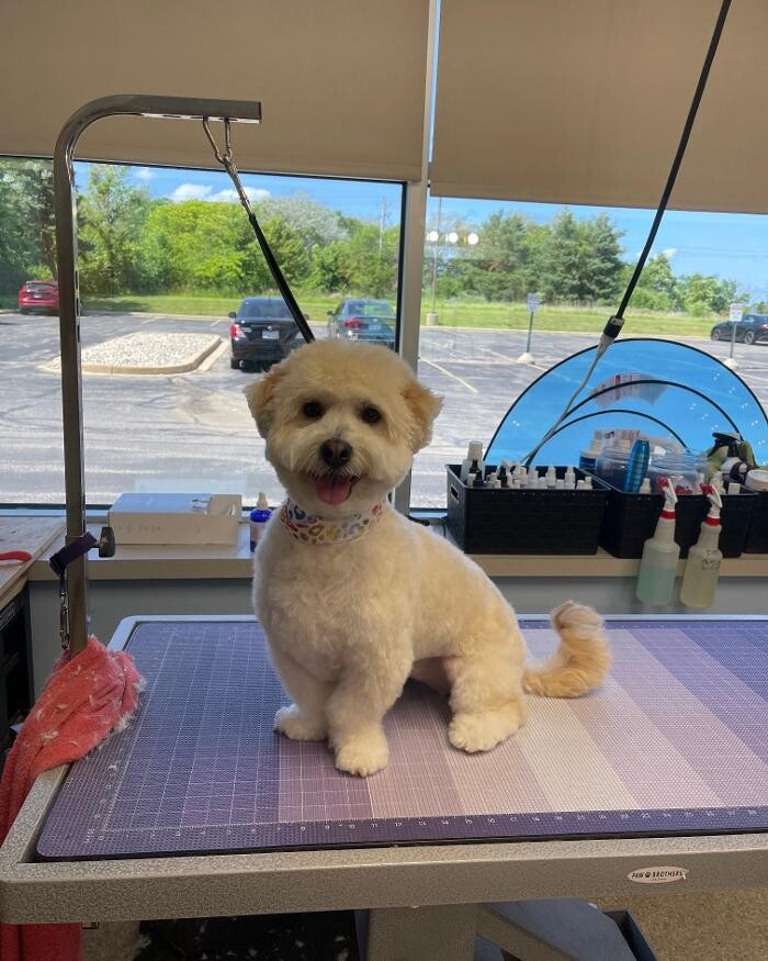 Images Spa Paw & Tail Premier Pet Resort