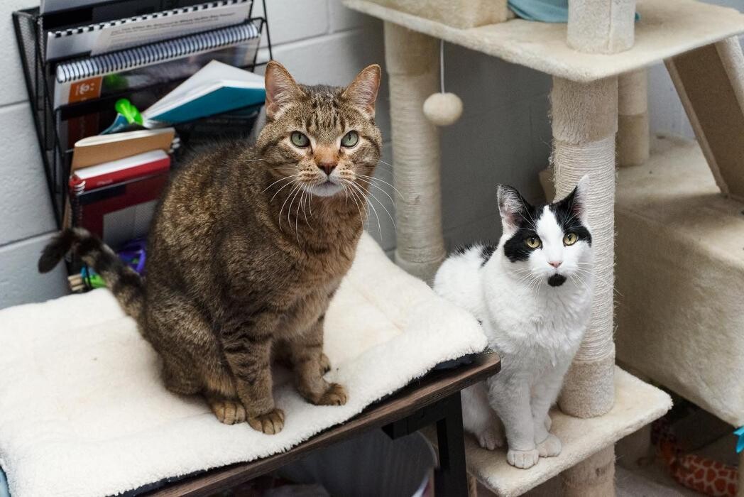 Images Spa Paw & Tail Premier Pet Resort