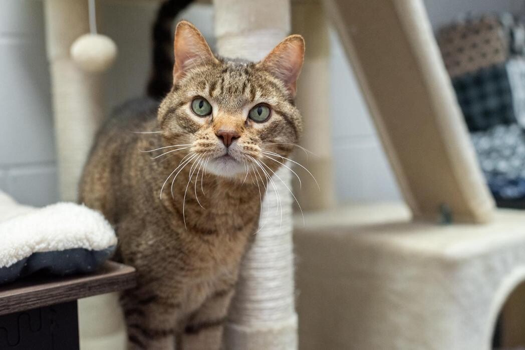 Images Spa Paw & Tail Premier Pet Resort