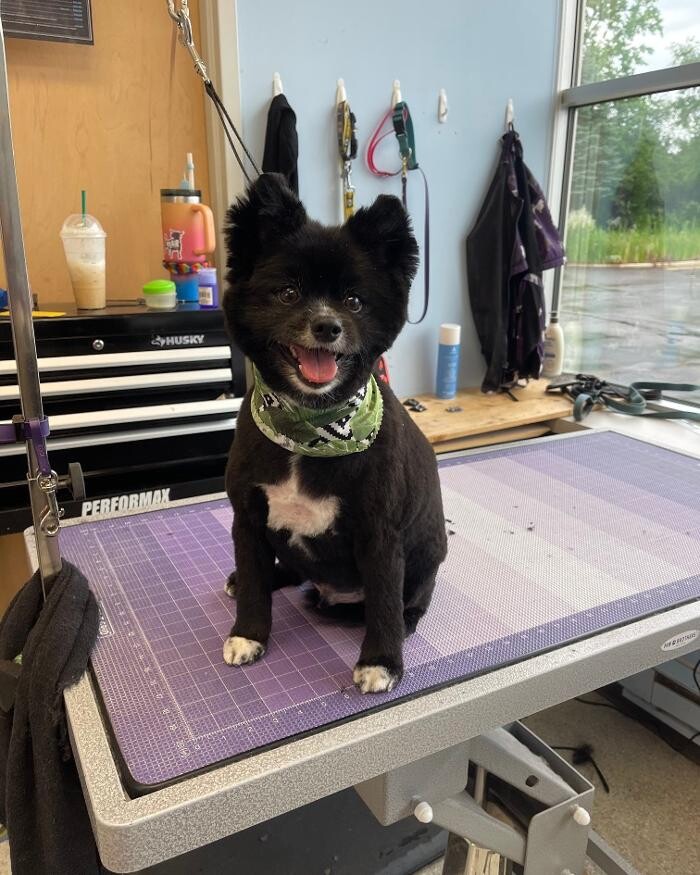 Images Spa Paw & Tail Premier Pet Resort