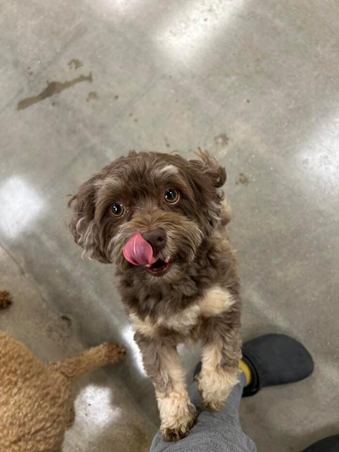 Images Spa Paw & Tail Premier Pet Resort