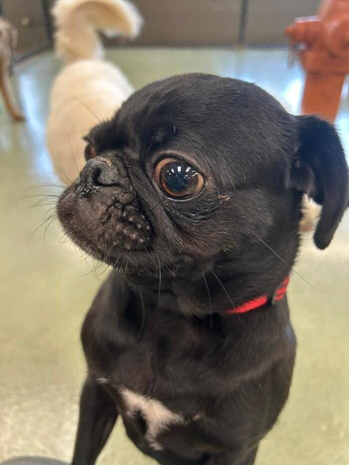 Images Spa Paw & Tail Premier Pet Resort