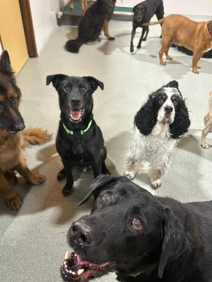 Images Spa Paw & Tail Premier Pet Resort