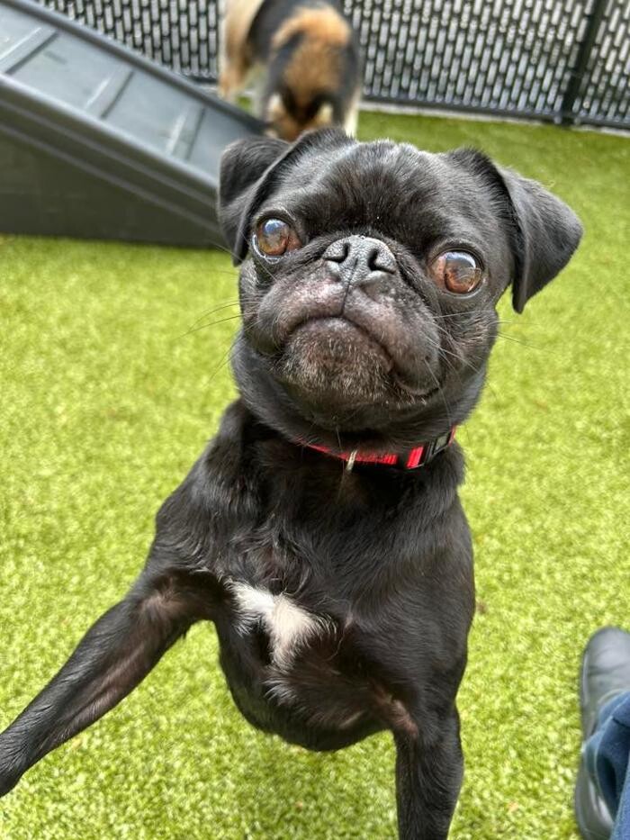 Images Spa Paw & Tail Premier Pet Resort